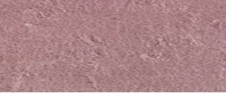 YAMSIS-13 Coral Pink