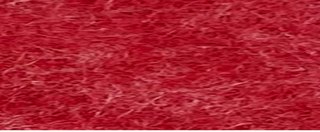 YAMSIS-21 May Red
