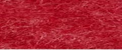 YAMSIS-21 May Red