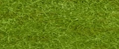 YAMSIS-34 Matcha Green