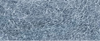 YAMSIS-40 African Gray