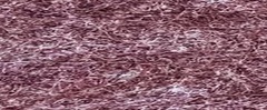 YAMSIS-44 Mystery Purple